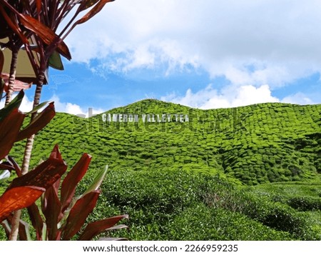 capturing view at Cameron Valley Tea, Cameron Highlands, Malaysia Royalty-Free Stock Photo #2266959235