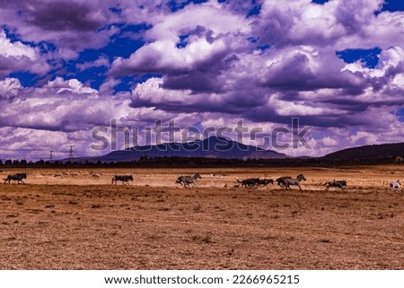 Wildlife animals in the hells gate national park great rift valley naivasha nakuru county kenya east africa 
