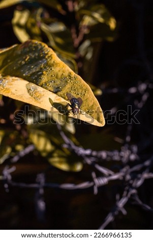 Fly on the plant. Photo of small flying insect in nature. Green leaf with animal in high resolution with blur