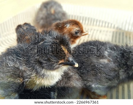 Black Chickens Having Rest On Plastic Basket. Chicken having rest in the open