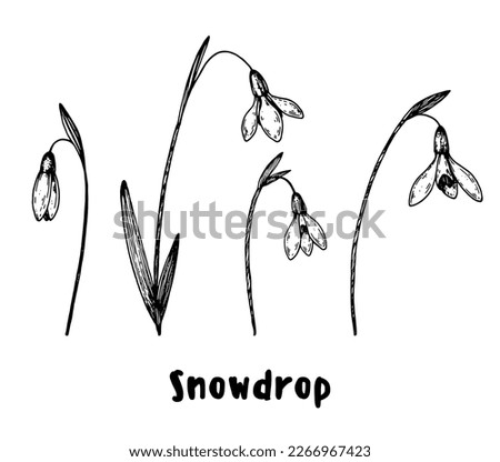 Snowdrop flower hand drawn sketch. Vector illustration. Springtime flower.