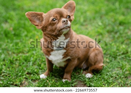 Portrait of a happy and healthy short-haired chihuahua dog sitting in a garden against a background of green grass, smiling and floating away into the distance.. High quality photo