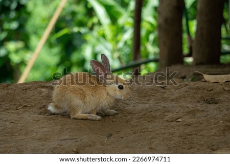 Handsome domestic rabbit. It is a domesticated subspecies. They are very beautiful and large in size.
