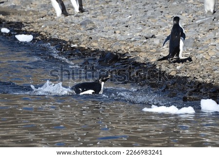 Adélie penguin exiting the water to return to the colony on the Antarctic Peninsula
