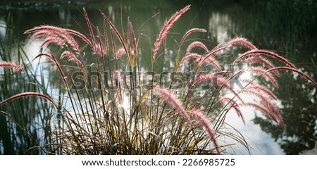 Purple Fountain Grass Ornamental Plant in Garden, closeup, selected focus Royalty-Free Stock Photo #2266985725