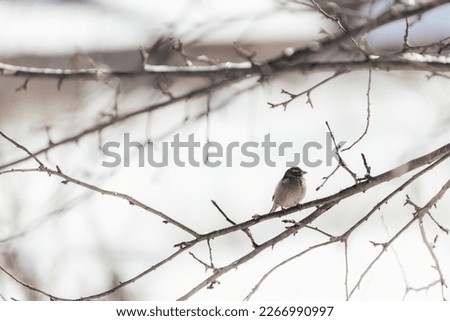 Photo of the sparrow it's sitting on the branch of tree under warm sunlight on the winter. Wintertime and warm springtime atmosphere.