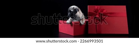A pug puppy in a red box. Narrow banner. A puppy as a gift. Festive packaging. Black background. Red gift box with a bow.With copy space.