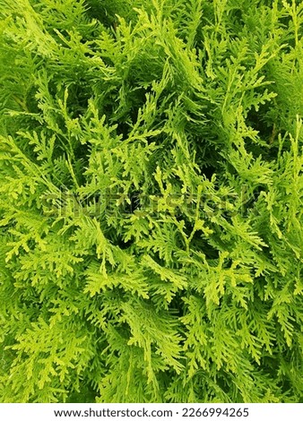 Green leaves of thuja bush in summer close up.