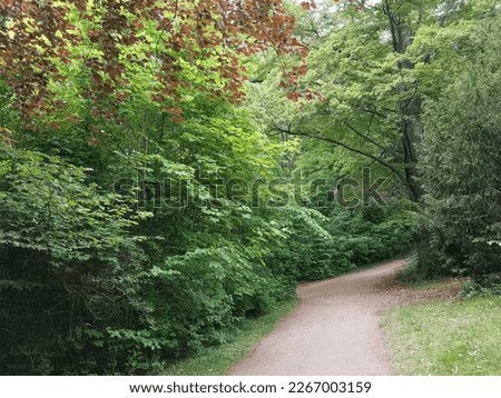 A road through the park in summer