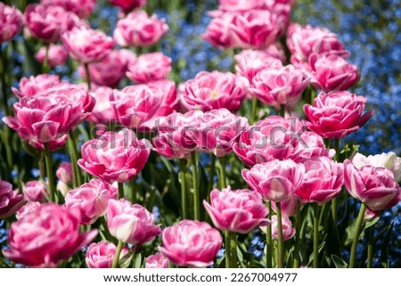 Beautiful colored tulips illuminated by the sun