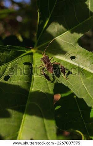Bedbug macro. Photo of insect in the middle of nature, green leaf with small animal.