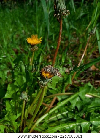 Picture of flower and butterfly on the garden