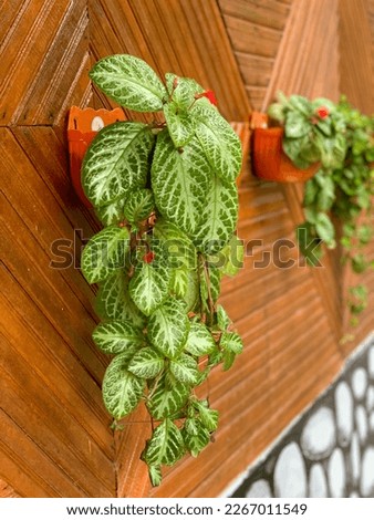 GreenPlants in the pot on the wall Royalty-Free Stock Photo #2267011549