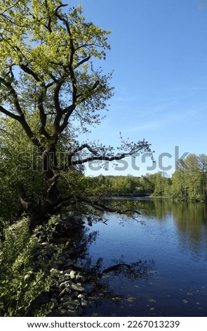                 Steinbrueck pond near Darmstadt, germany                Royalty-Free Stock Photo #2267013239