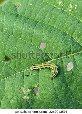 Close up on a caterpillar of cotton bollworm or corn earworm, feeding on a leaf. Helicoverpa armigera larva eating paulownia leaves. Agricultural pest. Insects crop damage. Royalty-Free Stock Photo #2267013591
