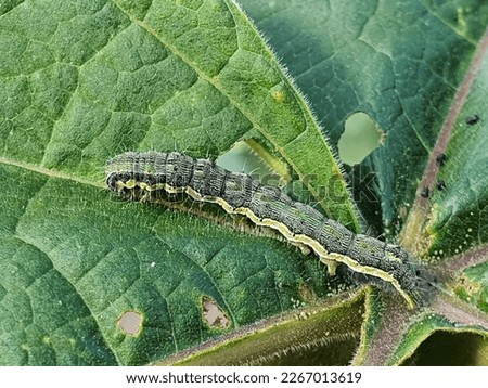 Close up on a caterpillar of cotton bollworm or corn earworm, feeding on a leaf. Helicoverpa armigera larva eating paulownia leaves. Agricultural pest. Insects crop damage. Royalty-Free Stock Photo #2267013619