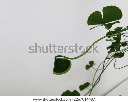 Marsilea also called water clover and four-leaf clover, Lucky Irish Four Leaf Clover for St. Patricks Day. Isolated on white background.