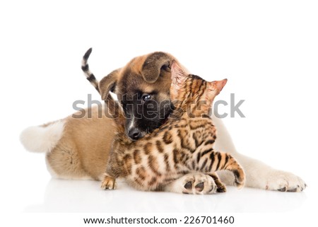 Akita inu puppy dog  fights with little bengal cat. isolated on white background