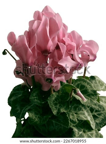 pretty flowers of cyclamen potted plant isolated