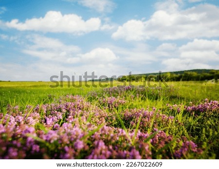 Gorgeous fresh green pasture with flower and blue sky on a sunny day. Agricultural area of Ukraine, Europe. Summertime photo wallpaper. Picturesque nature photography. Discover the beauty of earth.