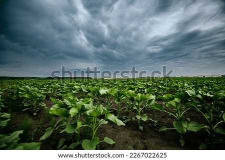 Black ominous clouds in front of a hurricane over farmland. Adverse weather conditions, textured stormy sky. Location place Ukraine, Europe. Photo wallpaper force of nature. Beauty of earth. Royalty-Free Stock Photo #2267022625