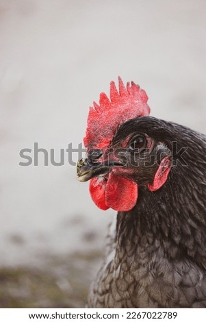Rhode Island portrait of a hen or rooster with red plumage. Breed of chickens. Poultry farm, farming concept. Funny brown chicken outdoors on blue background. Cute bird on a walk on a farm. 