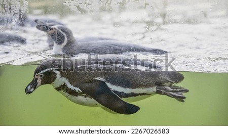 Picture of two penguins swimming  at Yorkshire England