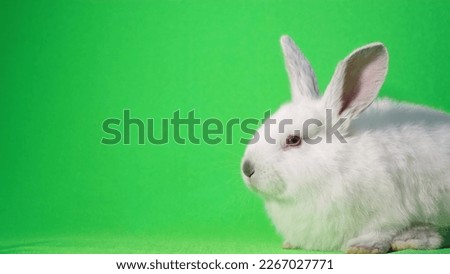 Cute little bunny posing for the camera in the studio on a green background. The rabbit is dozing. Advertising shooting of a rabbit