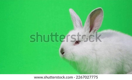 Little albino rabbit posing on a green background. Shooting pets. The bunny turns his head