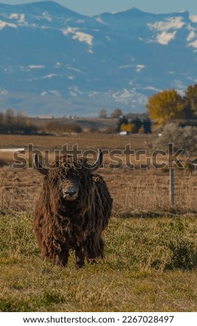 large hairy brown yak with long horns looking at camera vertical full body of yak standing in fenced filed of yak farm looking at camera mountains and blue sky in background vertical format type space
