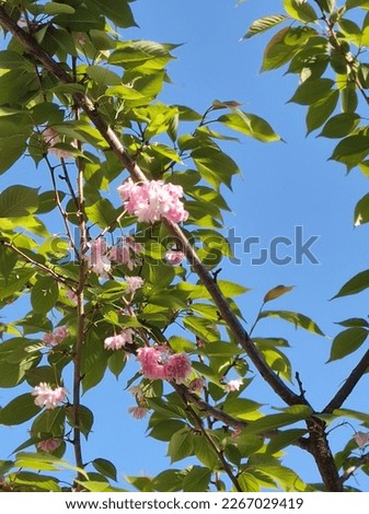 In spring flowers bloom at tree 