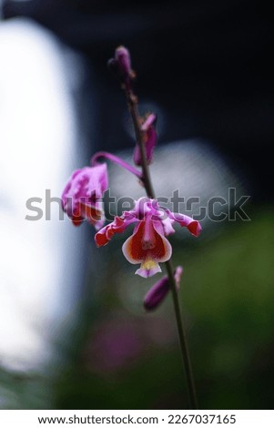 This is a photo of a purple orchid flower