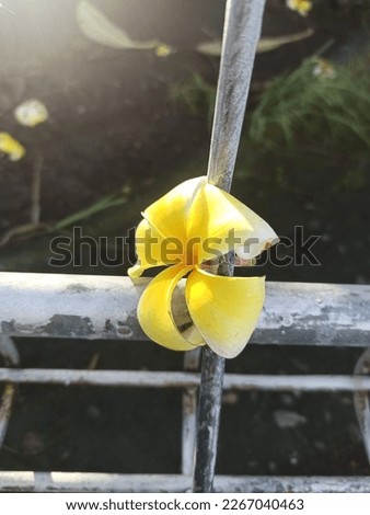 yellow flower after fall and drawee at metal fence