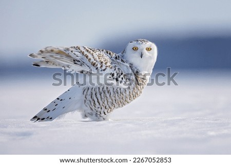 snowy owl, Owl, winter, snow, harfang des neiges,  Royalty-Free Stock Photo #2267052853