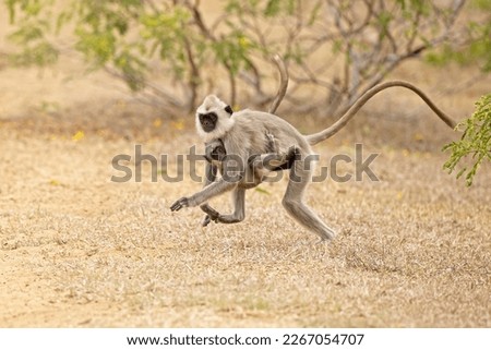 Running tufted gray langur with her baby (Semnopithecus priam), also known as Madras gray langur, and Coromandel sacred langur 