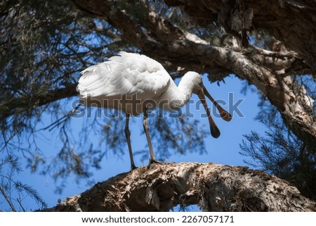 Majestic Australian Platalea flavipes yellow billed royal spoonbill standing on a paperbark tree after preening itself by the blue lake at Dalyellup, near Bunbury, Western Australia in early summer.