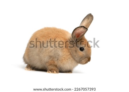 Happy fluffy brown bunny rabbit on white background, portrait of lovely and cute young bunny pet animal, adorable pet concept Royalty-Free Stock Photo #2267057393