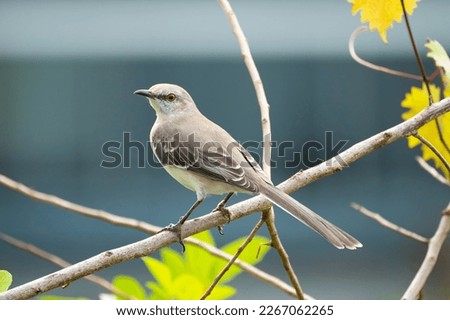 A Northern mockingbird bird perched on a tree branch