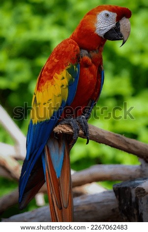 Amazing colorful picture exotic bird 