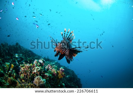 Common Lionfish swimming above coral reefs in Gili, Lombok, Nusa Tenggara Barat, Indonesia underwater photo. Common Lionfish has a specific name Pterois volitans