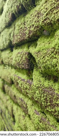 Mosses or true mosses are plants that belong to the division Bryophyta sensu stricto or musci. Plant "moss" in general usually refers to this group. This plant is a growing  Royalty-Free Stock Photo #2267068057