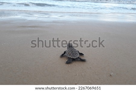 Hawksbill turtle, Eretmochelys imbricata, in Madeiro beach - Pipa Brazil Royalty-Free Stock Photo #2267069651