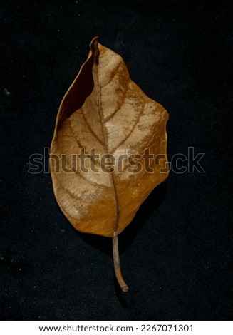 dry leaves that can be used as a reference logo illustration with leaf shape