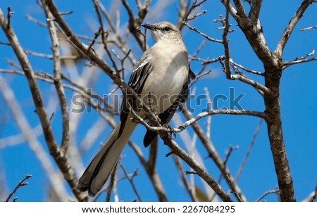 Mockingbird in a tree with sky