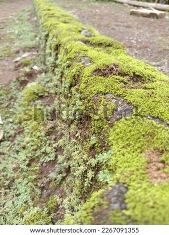 looks like a mossy road formed from a house foundation