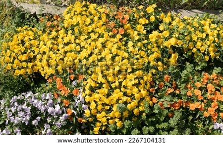 A close-up photo of a flower bed with yellow, orange, and purple pansy flowers creating a colorful texture in the background.