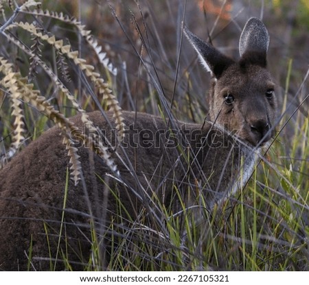 Images of a Western Grey kangaroo