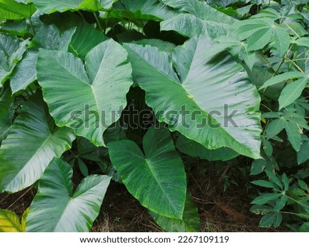 photo of wet taro leaves