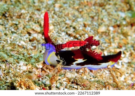 Colorful tropical nudibranch on the sand. Scuba diving with the vivid marine life, underwater photography. Seabed with wildlife, macro picture. Underwater slug on the reef.
