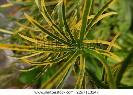 Close up of green leaves plant. Blurred background.